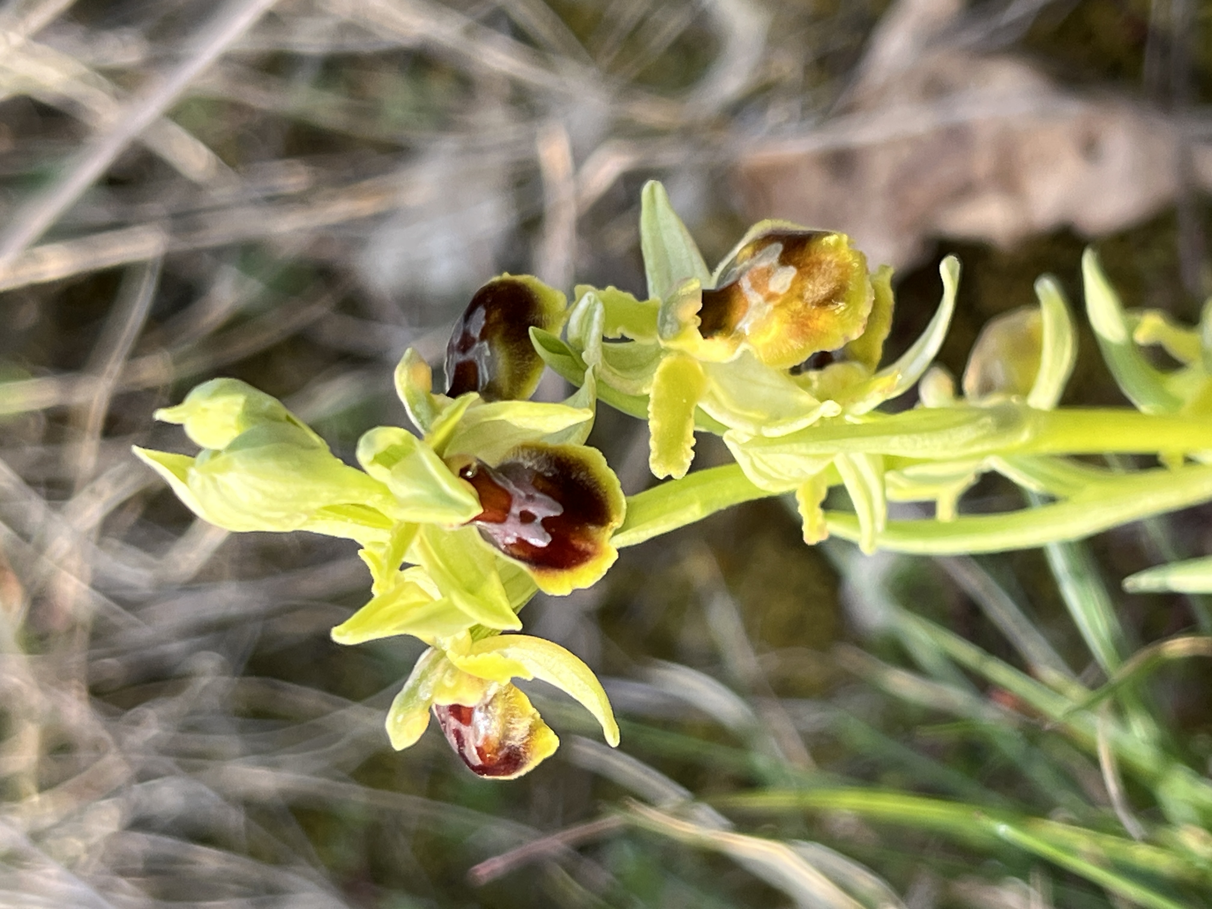 2026.03.21 - Yenne - Image 2.JPG