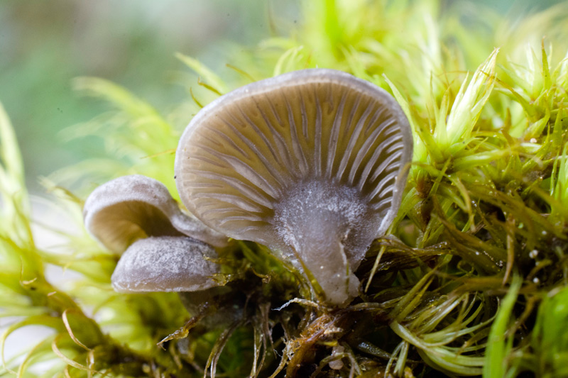 Photographie « Arrhenia-acerosa-w-site » de l'espèce « Arrhenia acerosa (Fr. : Fr.) Kühner »