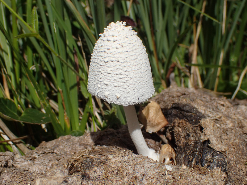 Photographie « Coprinus_niveus_TD » de l'espèce « Coprinus niveus (Pers. : Fr.) Fr. »