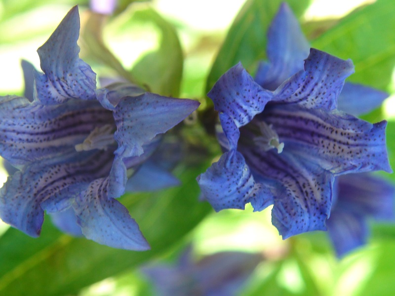 Photographie « Gentasclepias2 » de l'espèce « Gentiana asclepiadea L., 1753 »