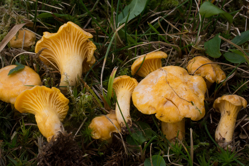 Photographie « _DSC7535a-w » de l'espèce « Cantharellus cibarius Fr. : Fr. »