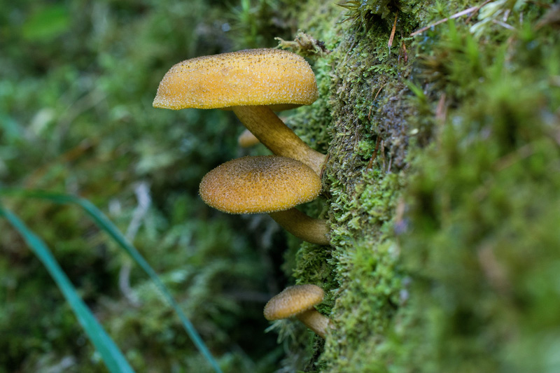 Photographie « Tricholomopsis-decora-w » de l'espèce « Tricholomopsis decora (Fr. : Fr.) Singer »