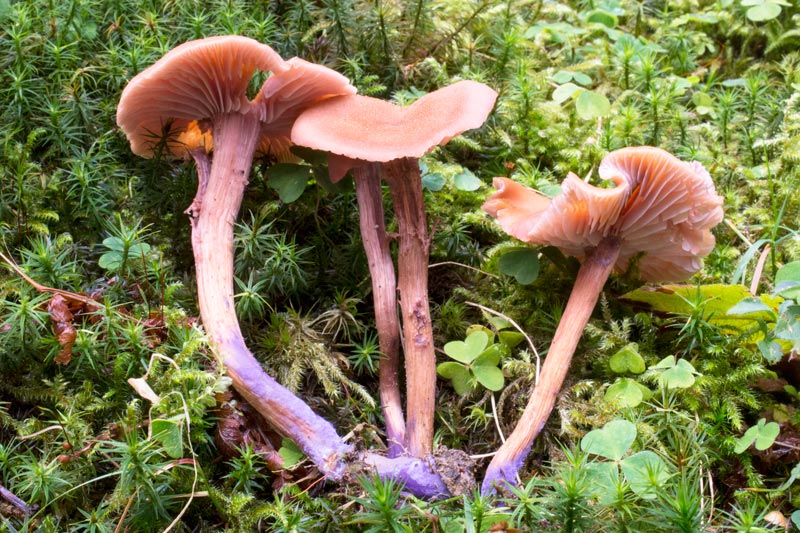 Photographie « Laccaria-bicolor-w-site- » de l'espèce « Laccaria bicolor (R. Maire) P.D. Orton »