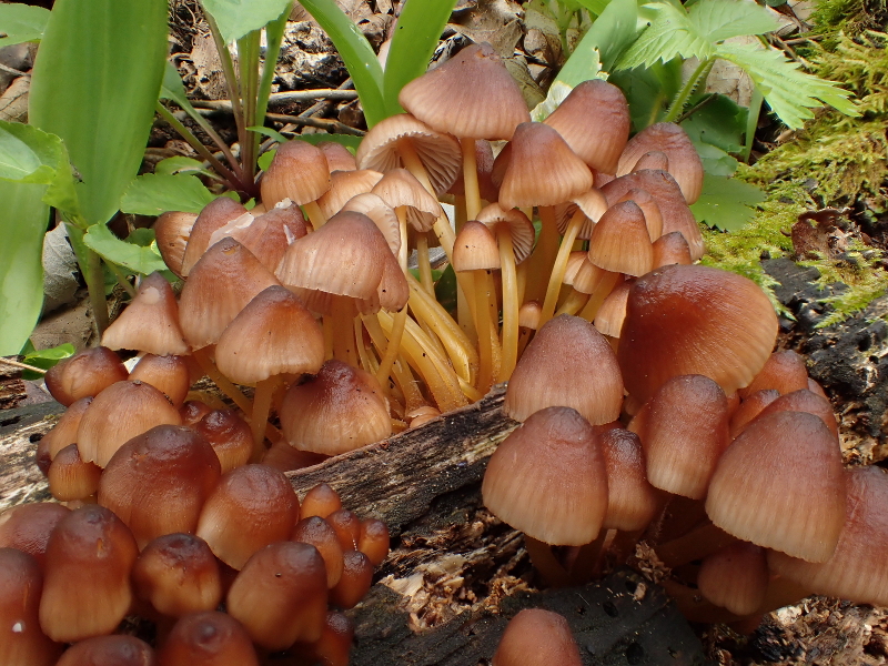 Photographie « Mycena_renati_TD » de l'espèce « Mycena renatii Quélet »