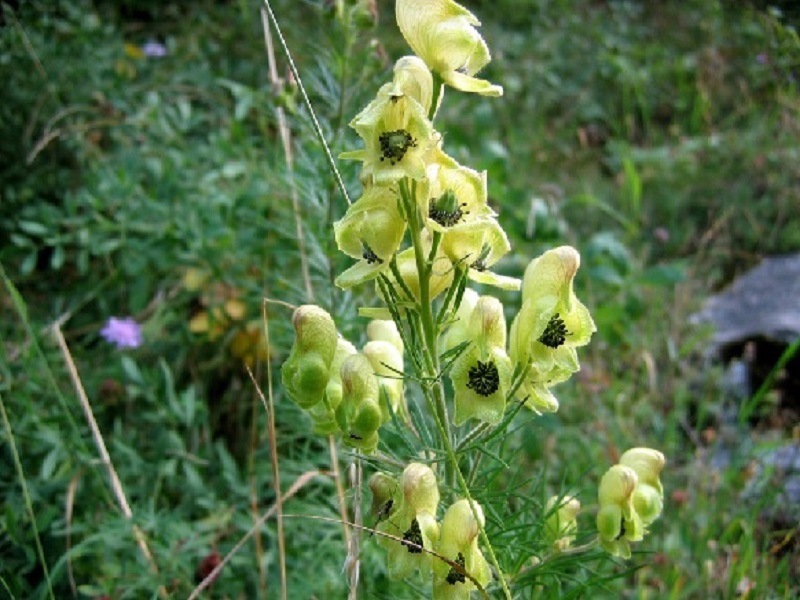 Photographie « AconitAnthora » de l'espèce « Aconitum anthora L., 1753 »