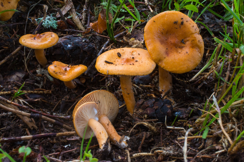 Photographie « lactarius-aurantiofulvus-2-w- » de l'espèce « Lactarius aurantiofulvus Blum ex M. Bon »