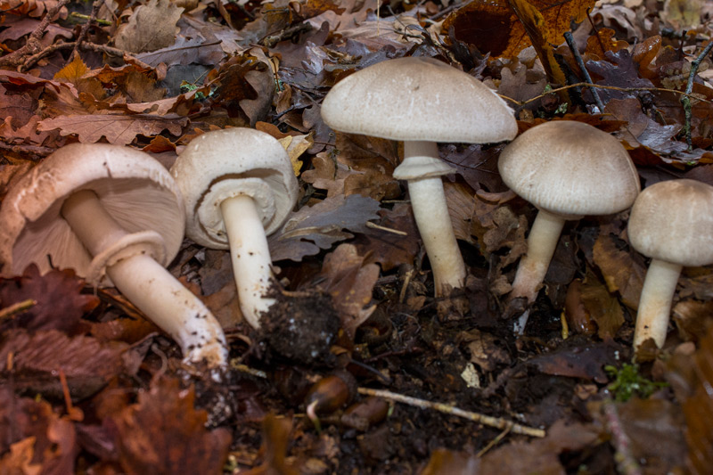 Photographie « Agaricus moelleri-w » de l'espèce « Agaricus moelleri Wasser »