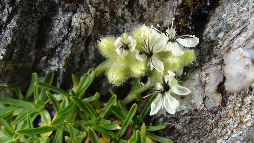 Photographie « saponairelutea » de l'espèce « Saponaria lutea L., 1762 »