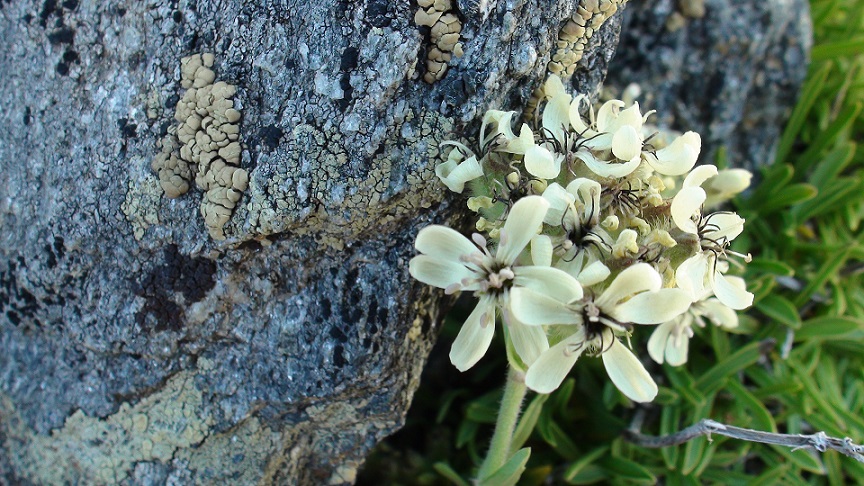 Photographie « saponairelutea2 » de l'espèce « Saponaria lutea L., 1762 »