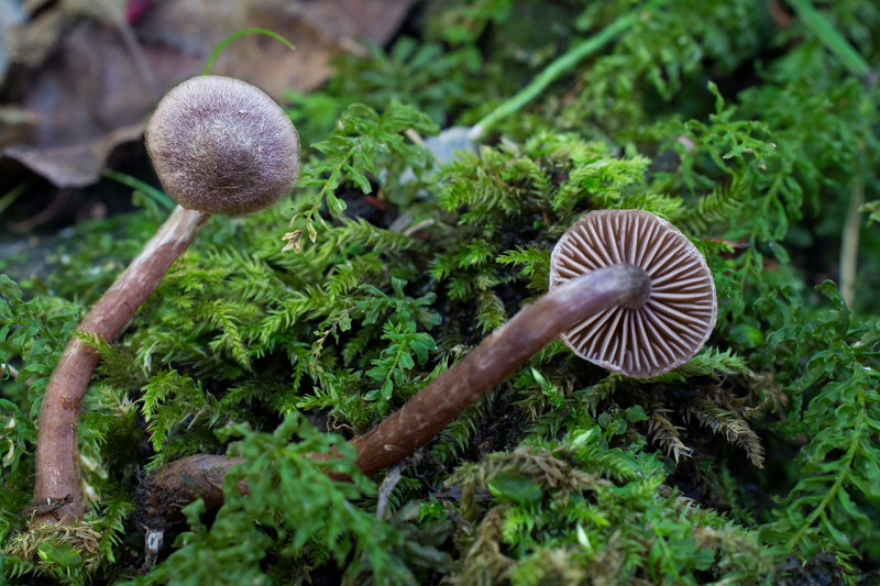 Photographie « Cortinarius-bibulus-w » de l'espèce « Cortinarius bibulus Quélet »