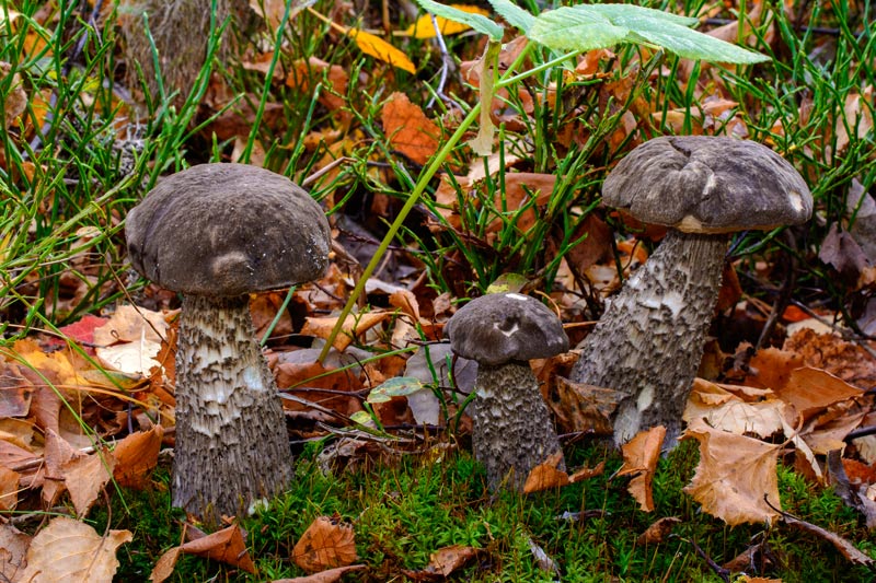 Photographie « Leccinum-variicolor-var-bertauxii » de l'espèce « Leccinum variicolor var. bertauxii Lannoy & Estades »