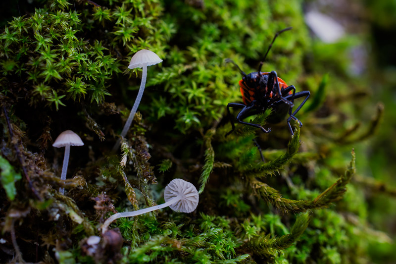 Photographie « Mycena-pseudocorticola-w » de l'espèce « Mycena pseudocorticola Kühner »