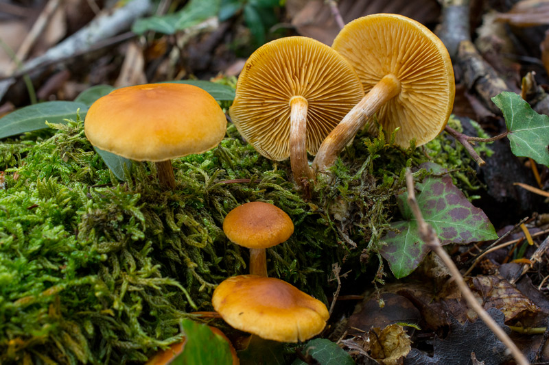 Photographie « Gymnopilus-penetrans-1-w » de l'espèce « Gymnopilus penetrans (Fr. : Fr.) Murrill »