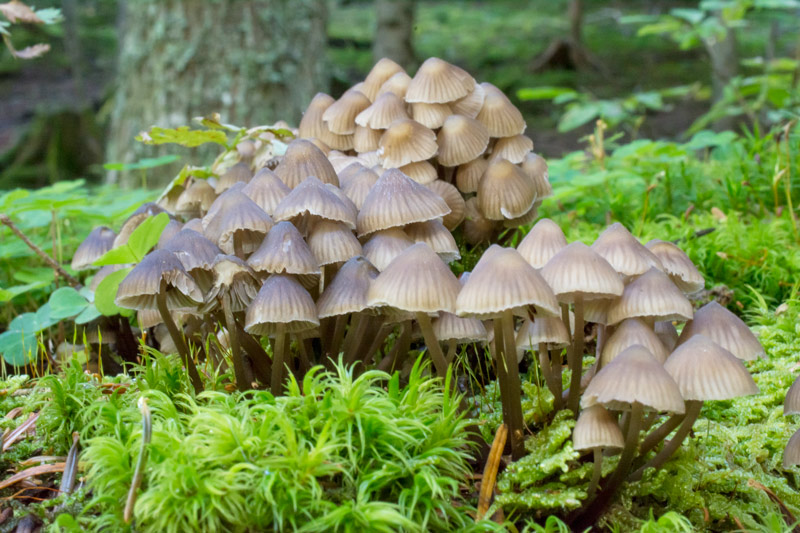 Photographie « Mycena-silvae-nigrae-4-w-site » de l'espèce « Mycena silvae-nigrae Maas Geesteranus & Schwöbel »