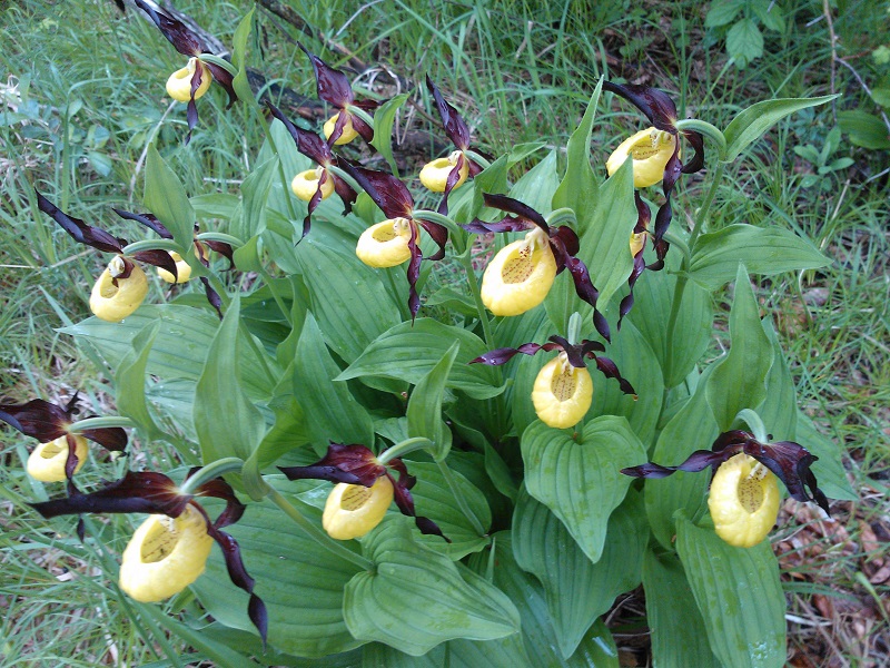 Photographie « SabotVenus » de l'espèce « Cypripedium calceolus L., 1753 »