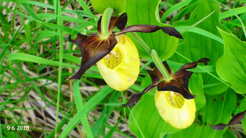 Photographie « SabotVenus1 » de l'espèce « Cypripedium calceolus L., 1753 »