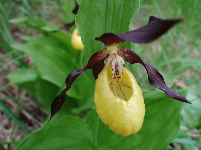 Photographie « SabotVenus2 » de l'espèce « Cypripedium calceolus L., 1753 »