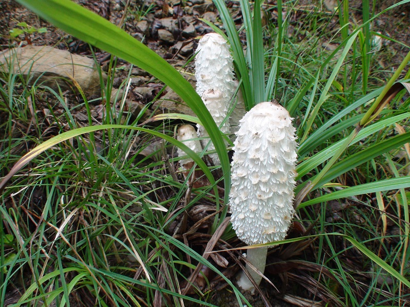 Photographie « CoprinChev1 » de l'espèce « Coprinus comatus (O.F. Müller : Fr.) »