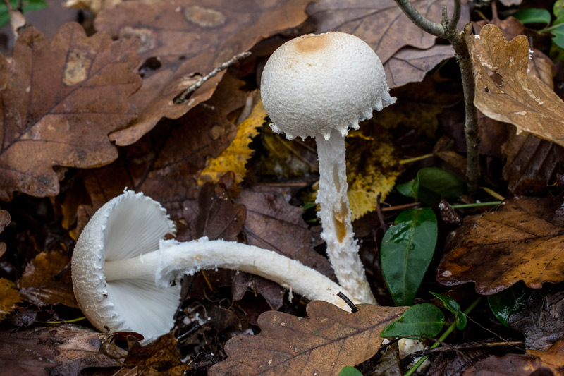 Photographie « Lepiota-alba-w » de l'espèce « Lepiota alba (Bresadola) Saccardo »