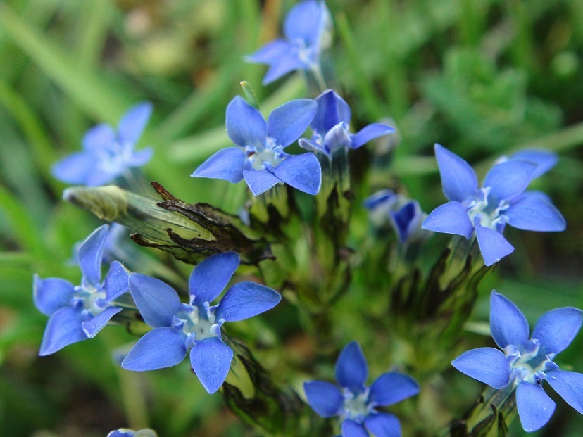 Photographie « gentnivalis » de l'espèce « Gentiana nivalis L., 1753 »