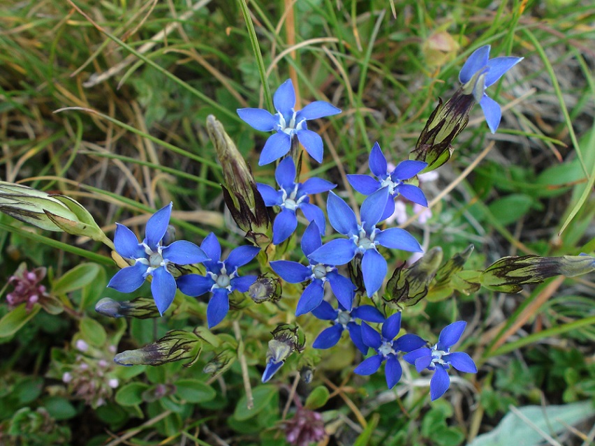 Photographie « gentnivalis2 » de l'espèce « Gentiana nivalis L., 1753 »