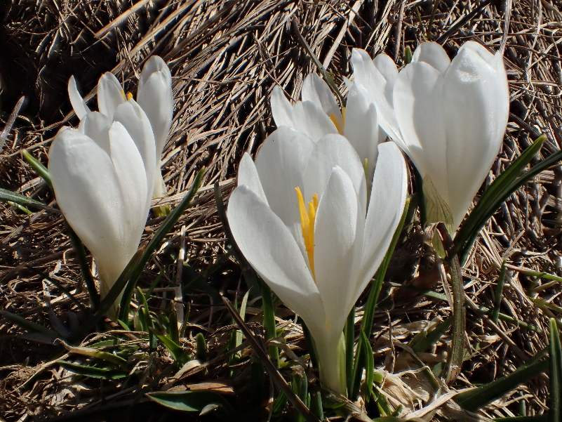 Photographie « Crocus_vernus_TD » de l'espèce « Crocus vernus (L.) Hill, 1765 »