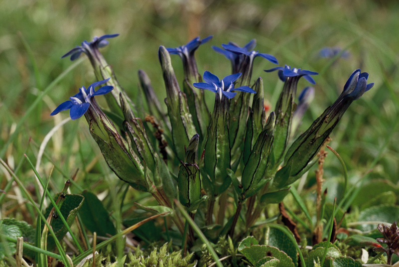 Photographie « Gentiana_nivalis_TD_01 » de l'espèce « Gentiana nivalis L., 1753 »