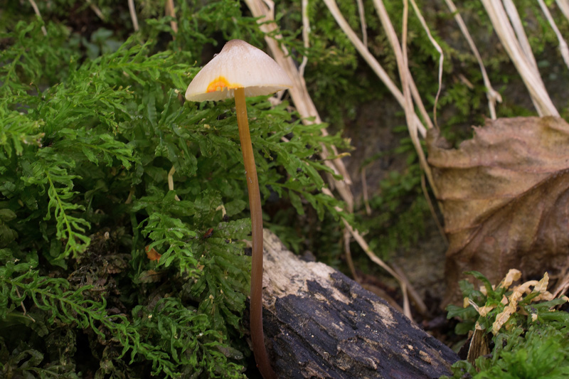 Photographie « Mycena-crocata-w » de l'espèce « Mycena crocata (Schrad. : Fr.) Kummer »