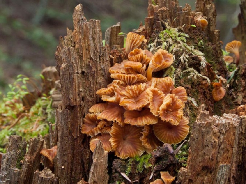 Photographie « xeromphalina-campanella-b-web2 » de l'espèce « Xeromphalina campanella (Batsch : Fr.) Kühner & R. Maire »