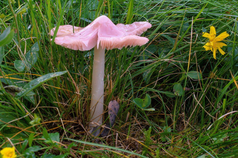 Photographie « hygrocybe-calyptriformis-w » de l'espèce « Hygrocybe calyptriformis (Berk.) Fayod »