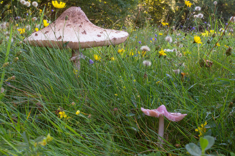 Photographie « hygrocybe-calyptriformis-w1 » de l'espèce « Hygrocybe calyptriformis (Berk.) Fayod »