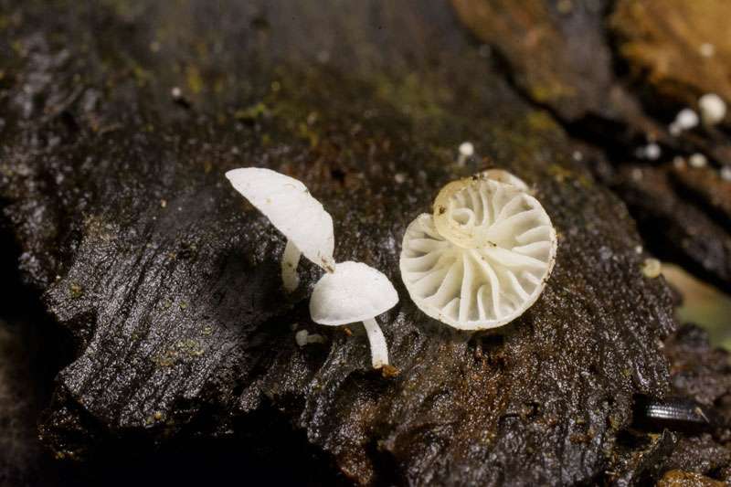 Photographie « Hemimycena tortuosa (Orton) Redhead » de l'espèce « Hemimycena tortuosa (P.D. Orton) Redhead »