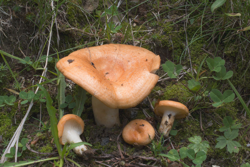 Photographie « Lactarius-zonarioides-1-site » de l'espèce « Lactarius zonarioides Kühner & Romagnesi »