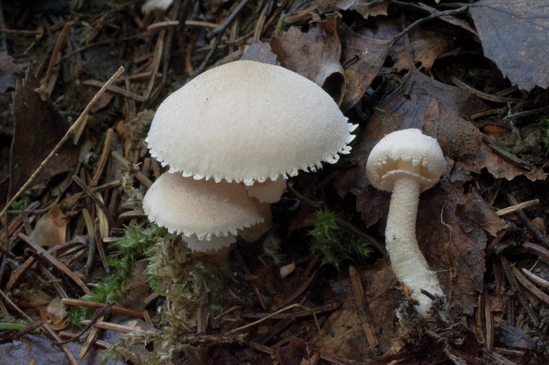 Photographie « Cystoderma-carcharias-w » de l'espèce « Cystoderma carcharias (Pers.) Fayod »