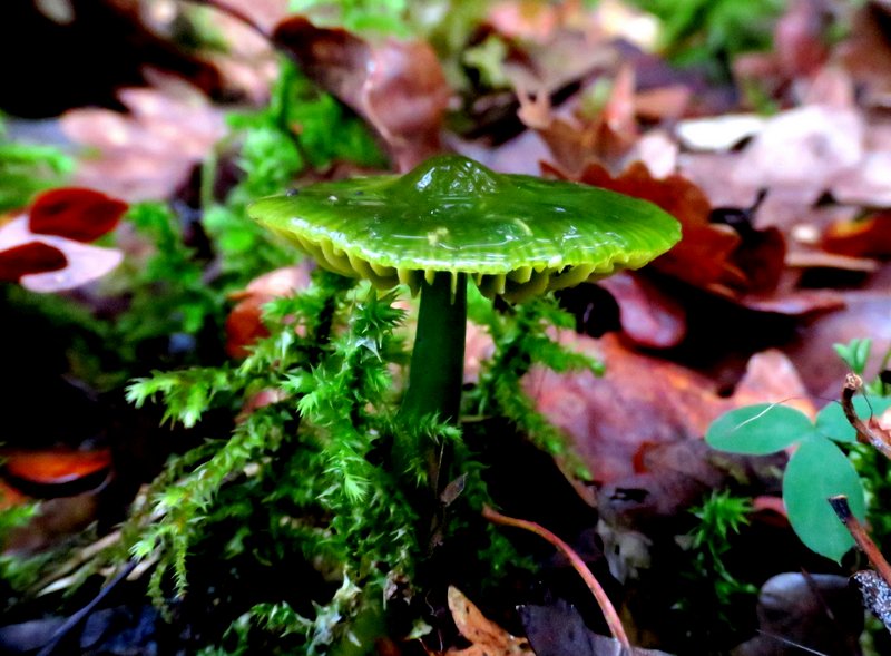 Photographie « Hygrophore perroquet (3) » de l'espèce « Hygrocybe psittacina (J.C. Sch. : Fr.) Kummer »