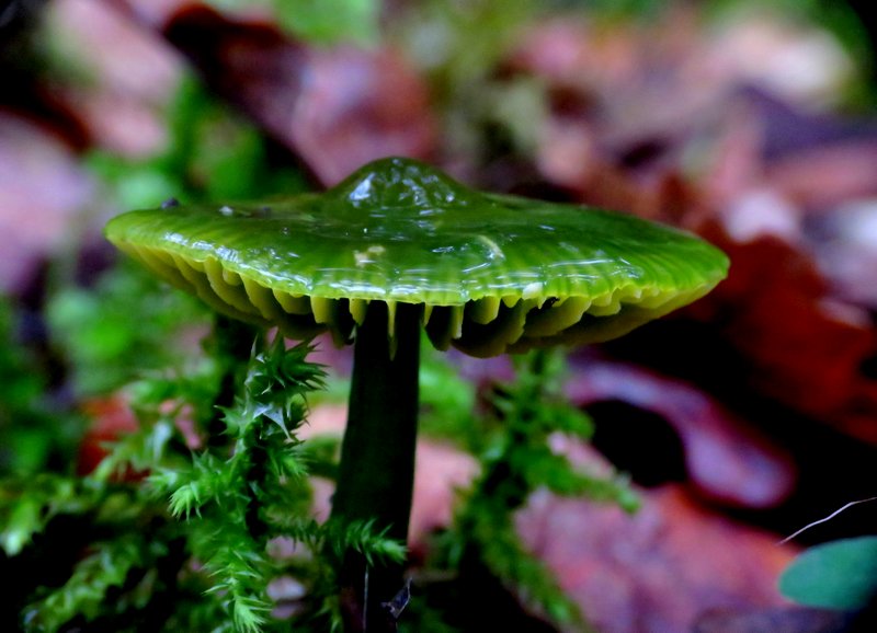 Photographie « Hygrophore perroquet » de l'espèce « Hygrocybe psittacina (J.C. Sch. : Fr.) Kummer »