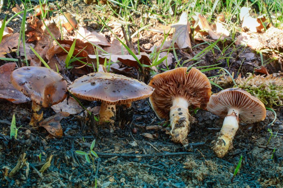 Photographie « hygrophorus-persoonii » de l'espèce « Hygrophorus persoonii Arnolds »