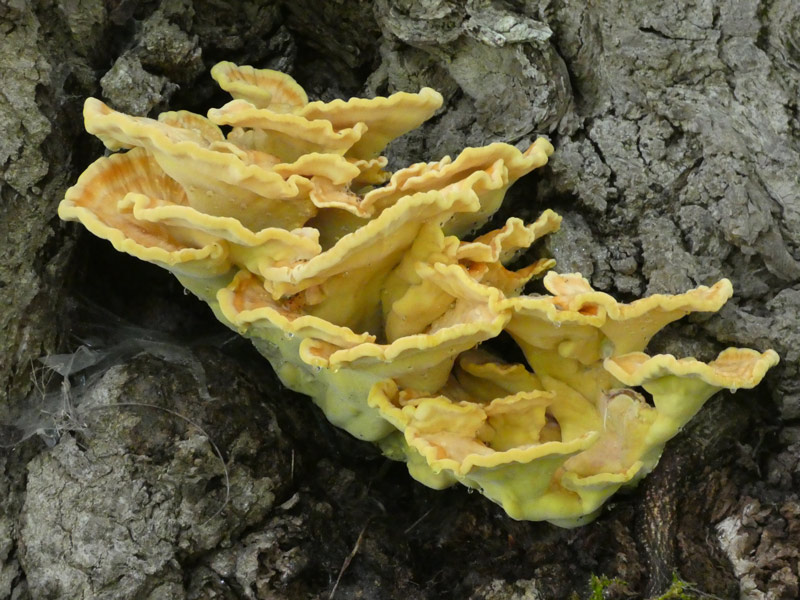 Photographie « Laetiporus-sulfureus » de l'espèce « Laetiporus sulphureus (Bull. : Fr.) Murrill »