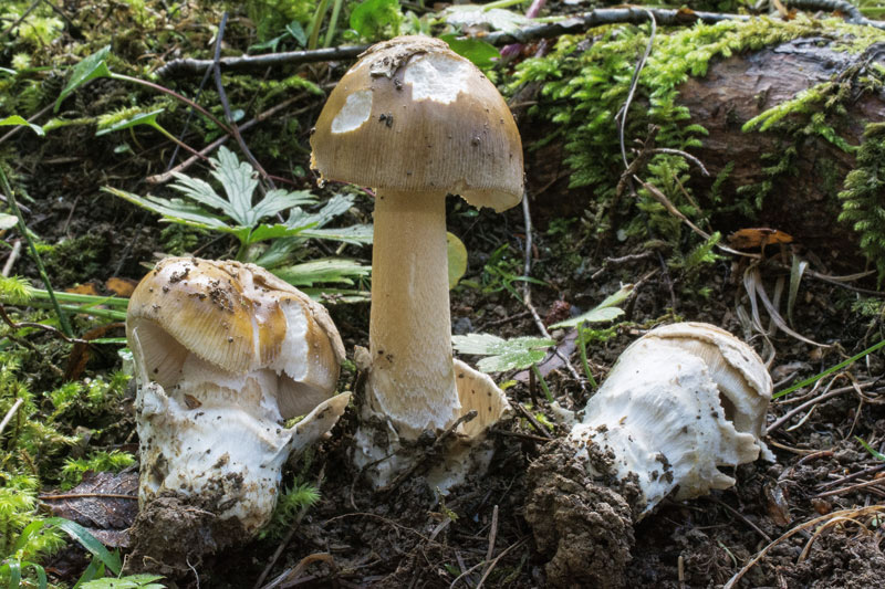 Photographie « Amanita-submembranacea-w » de l'espèce « Amanita submembranacea (M. Bon) Gröger »