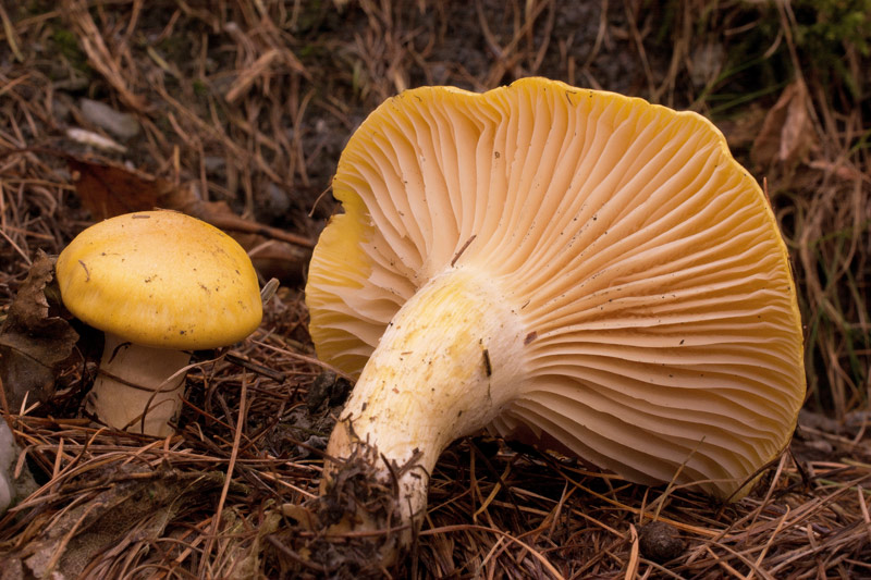 Photographie « Hygrophorus-lucorum-w » de l'espèce « Hygrophorus lucorum Kalchbrenner »