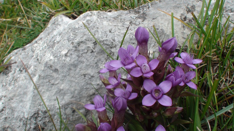 Photographie « Gentianchamp4 » de l'espèce « Gentianella campestris (L.) Börner, 1912 »