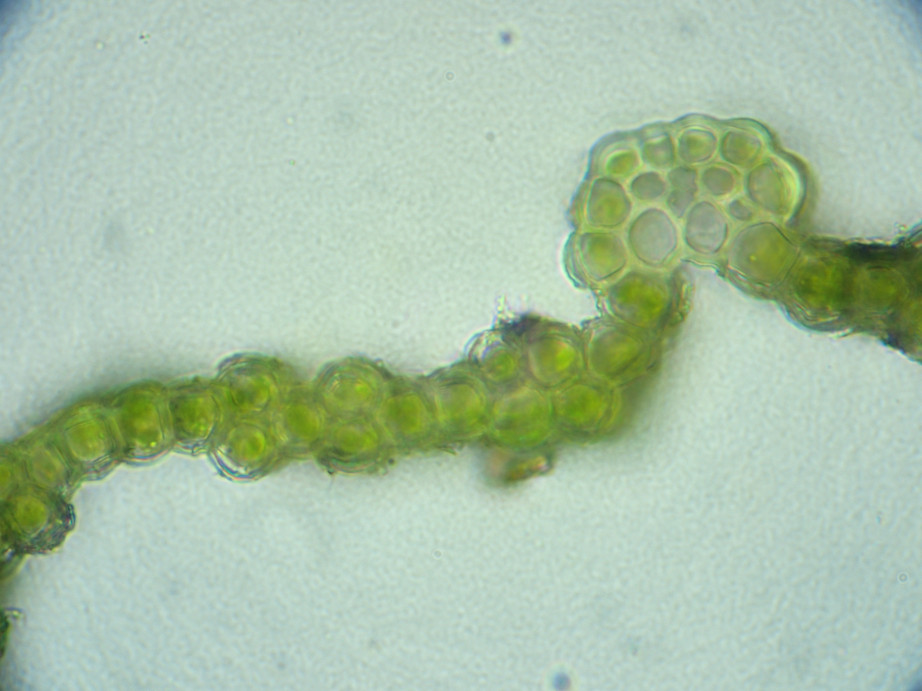 Photographie « Grimmia_alpestris_feuille_CT1_TD » de l'espèce « Grimmia alpestris (F.Weber & D.Mohr) Schleich. »