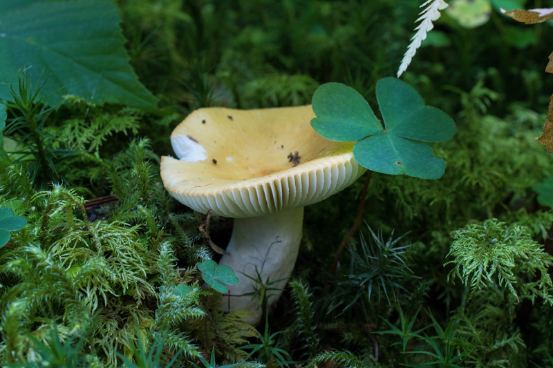 Photographie « Russula-ochroleuca-w » de l'espèce « Russula ochroleuca Pers. »