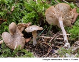 Image de l'actualité Balade mycologique à Miribel-Les-Echelles