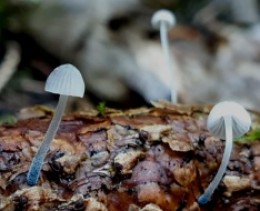 Image de l'actualité Balade mycologique au Col de Plainpalais