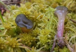 Image de l'actualité Balade mycologique au Lac du Clou