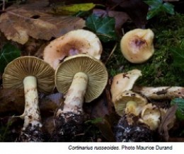 Image de l'actualité Balade mycologique automnale au Col du Sapenay