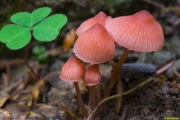 Image de l'actualité Balade Mycologique dans le Haut-Bréda