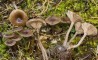 Image de l'actualité Balade Mycologique sur pelouse sèche dans l'avant-pays savoyard