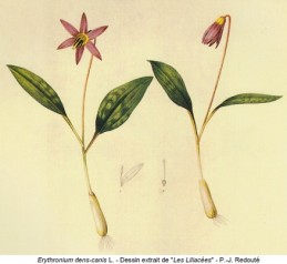 Image de l'actualité Botanique Printanière à Chanaz
